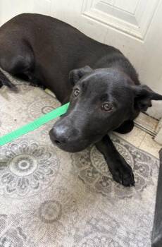 Labrador Retriever and Mixed Breed Dogs Available for Adoption in San Antonio, Texas - Iceman | PetCurious
