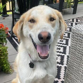 Big Ears -  Labrador Retriever and Husky Dog for Adoption in Oakville, Ontario - Big Ears | PetCurious
