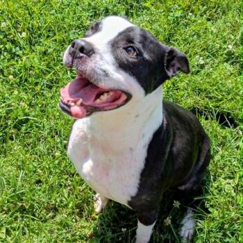 Shaka -  Mixed Breed Dog for Adoption in Jeffersonville, Indiana - Shaka | PetCurious