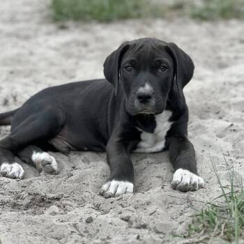 Mixed Breed Dogs Available for Adoption in Savannah, Georgia - Jigglesworth | PetCurious