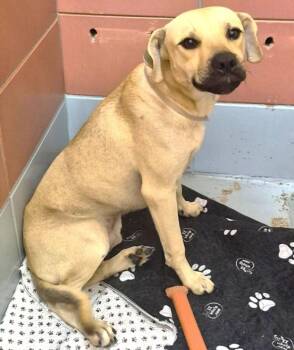TERRANCE -  Staffordshire Bull Terrier and Mixed Breed Dog for Adoption in Houston, Texas - TERRANCE | PetCurious