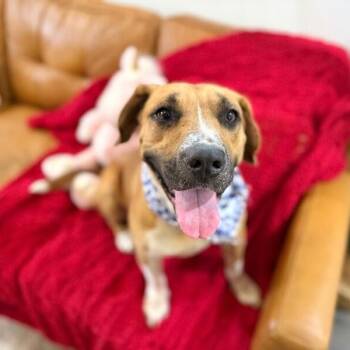 Nina Butter Roll Baby -  Boxer and Labrador Retriever Dog Available for Adoption in Friendswood, Texas - Nina Butter Roll Baby | PetCurious