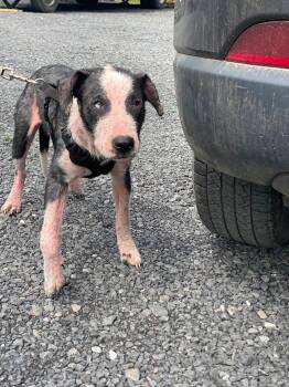 Pluto -  Labrador Retriever and Poodle Dog for Adoption in Lewistown, Pennsylvania - Pluto | PetCurious