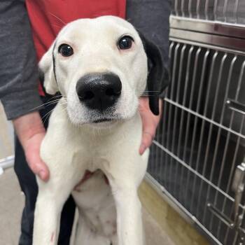 Hound Dogs Available for Adoption - Marachino | PetCurious