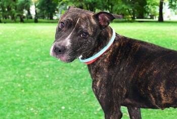 Rescue Pit Bull Terrier and Labrador Retriever Dogs for Adoption in Fort Lauderdale, Florida - MACCHIATO | PetCurious