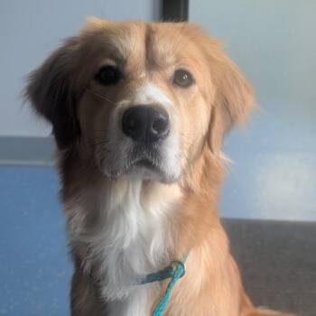 Golden Retriever and Mixed Breed Dogs Available for Adoption in Watertown, New York - Kate L-14-26 | PetCurious