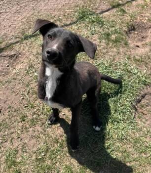 Cooper -  Mixed Breed Dog for Adoption in Minot, North Dakota - Cooper | PetCurious