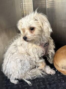 Maltese and Poodle Dogs Available for Adoption in Rancho Cucamonga, California - A779142 | PetCurious