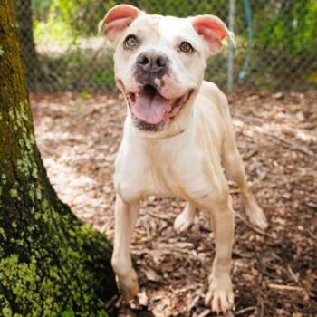 Laya -  Mixed Breed Dog for Adoption in Largo, Florida - Laya | PetCurious