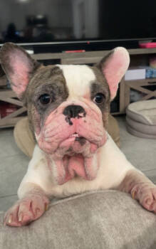 Rescue French Bulldog Dogs for Adoption in Grant-Valkaria, Florida - Draco | PetCurious