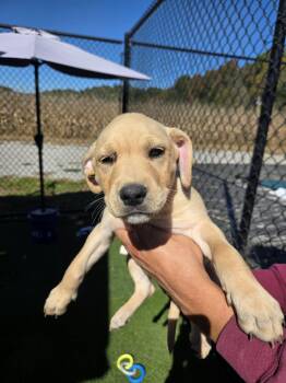 Cherry -  Golden Retriever Dog for Adoption in Richmond, Kentucky - Cherry | PetCurious