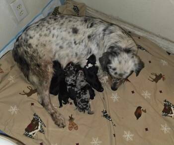 Lancashire Heeler and Mixed Breed Dogs Available for Adoption - Ewok | PetCurious