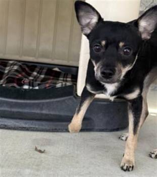 Chihuahua Dogs Available for Adoption in Redlands, California - DORY | PetCurious
