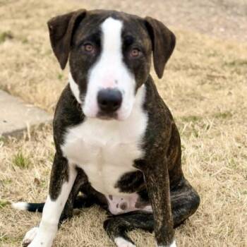 Terrier Dogs Available for Adoption - Byron | PetCurious