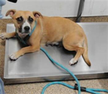 MONROE -  Dachshund and Mixed Breed Dog for Adoption in Albuquerque, New Mexico - MONROE | PetCurious