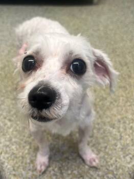 Marshmallow (ID 52267) -  Miniature Poodle Dog for Adoption in Manassas, Virginia - Marshmallow (ID 52267) | PetCurious