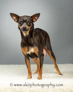 Lola - Coming Late July -  Chihuahua Dog for Adoption in Plano, Texas - Lola - Coming Late July | PetCurious
