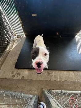 Marlowe -  Pit Bull Terrier Dog for Adoption in Rowlett, Texas - Marlowe | PetCurious
