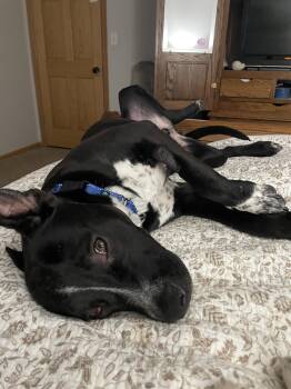 Labrador Retriever and Pit Bull Terrier Dogs Available for Adoption - Grady | PetCurious