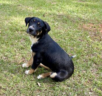 German Shorthaired Pointer and Mixed Breed Dogs Available for Adoption in Lucedale, Mississippi - Mango | PetCurious
