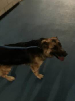 German Shepherd Dog Dogs Available for Adoption - THIA | PetCurious