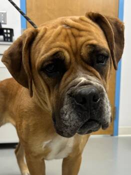 Rescue Boxer Dogs for Adoption in Hartsville, South Carolina - Thelma | PetCurious