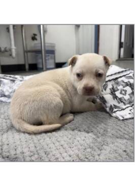 Chihuahua Dogs Available for Adoption - Francesca | PetCurious