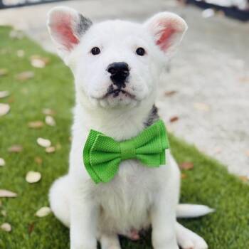 Mixed Breed Dogs Available for Adoption - Biscuit | PetCurious