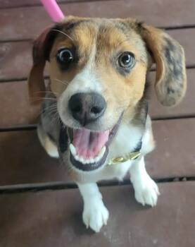 Ruby -  Australian Shepherd and Beagle Dog for Adoption in Liverpool, Texas - Ruby | PetCurious