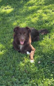 Ted E Bear -  Australian Shepherd Dog for Adoption in Harrison City, Pennsylvania - Ted E Bear | PetCurious