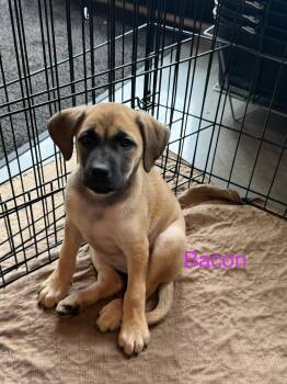 Boxer and Black Mouth Cur Dogs Available for Adoption in Union Beach, New Jersey - Bacon And Tomato | PetCurious