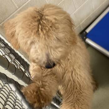72172 -  Sheep Dog Dog for Adoption in Harrisonburg, Virginia - 72172 | PetCurious