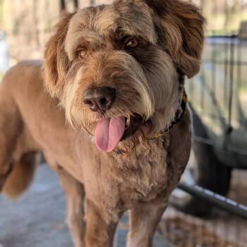 Aussiedoodle Dogs Available for Adoption - Canelo  | PetCurious