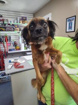 Pug Dogs Available for Adoption - Max | PetCurious