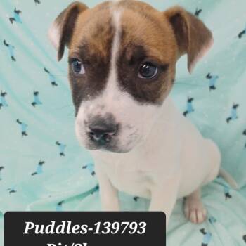 Shepherd and Pit Bull Terrier Dogs Available for Adoption - Puddles | PetCurious