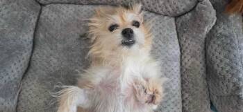 Peggy -  Terrier Dog for Adoption in Clovis, California - Peggy | PetCurious