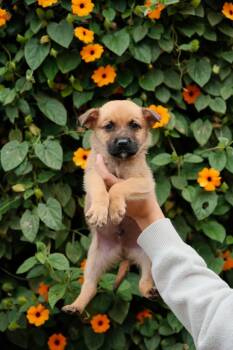 Labrador Retriever and Jindo Dogs Available for Adoption in San Diego, California - Burrata  | PetCurious