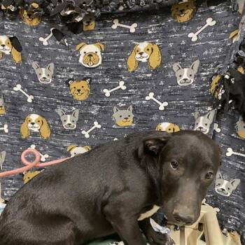 Rescue Australian Cattle Dog Blue Heeler and Mixed Breed Dogs for Adoption in Modesto, California - PORTHOS | PetCurious