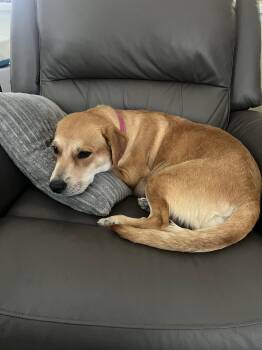 Beagle and Labrador Retriever Dogs Available for Adoption - Lucy | PetCurious