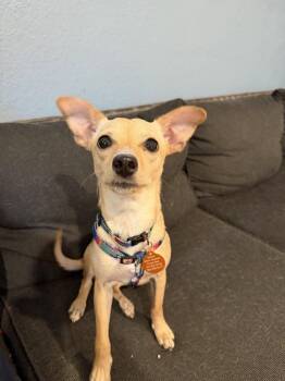 Rosita aka Rosie -  Chihuahua Dog for Adoption in Seattle, Washington - Rosita Aka Rosie | PetCurious