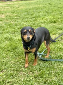 Chihuahua and Miniature Pinscher Dogs Available for Adoption in Plymouth, Connecticut - Luna (bonded With Star) | PetCurious