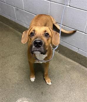 FUNKY TOWN -  Mixed Breed Dog for Adoption in Jacksonville, Florida - FUNKY TOWN | PetCurious