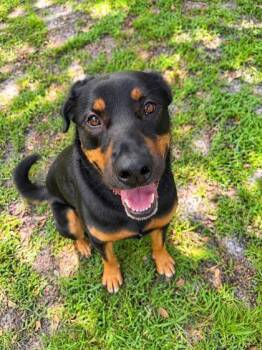 Jethrow -  Shepherd and Mixed Breed Dog for Adoption in Palm Coast, Florida - Jethrow | PetCurious