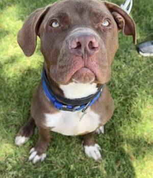 Pit Bull Terrier Dogs Available for Adoption in Redondo Beach, California - Sully- ADOPT Me!! | PetCurious