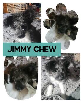 Jimmy Chew -  Chihuahua Dog for Adoption in Eugene, Oregon - Jimmy Chew | PetCurious
