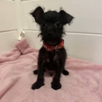 August -  Terrier Dog for Adoption in Chicago, Illinois - August | PetCurious