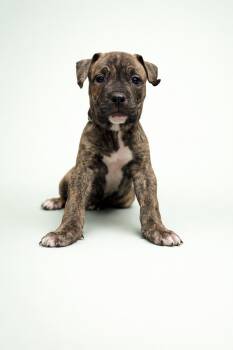 Mixed Breed Dogs Available for Adoption - Watkins (26-039 D) | PetCurious
