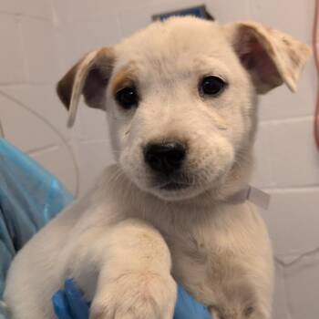 G.I. Mikey -  Australian Cattle Dog Blue Heeler and American Staffordshire Terrier Dog for Adoption in Hattiesburg, Mississippi - G.I. Mikey | PetCurious