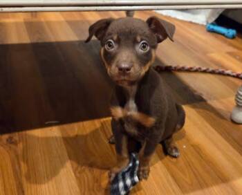 Chihuahua and German Shepherd Dog Dogs Available for Adoption - Salem | PetCurious