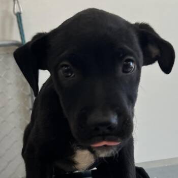 Melody -  Mixed Breed Dog for Adoption in Las Cruces, New Mexico - Melody | PetCurious